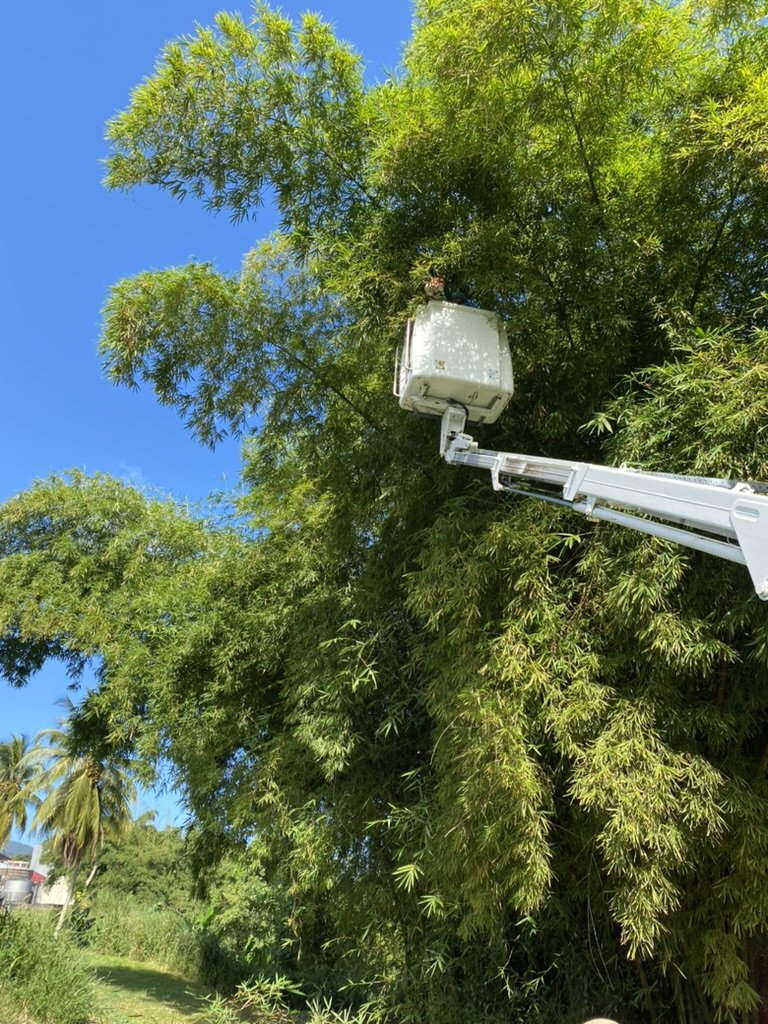 Élagage prévention ombrage nacelle ICNT sur champ solaire